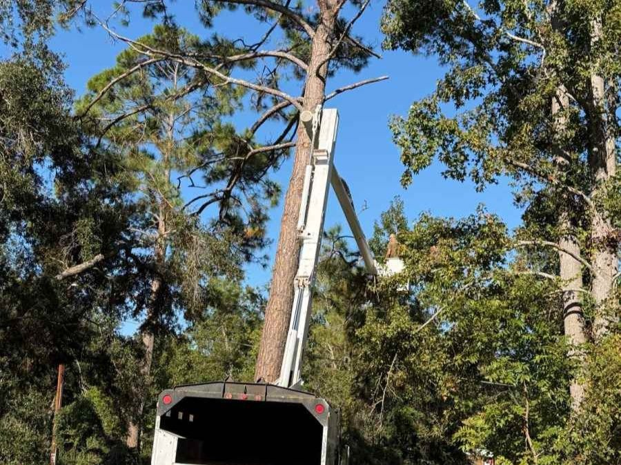 El Costeño Tree Service LLC